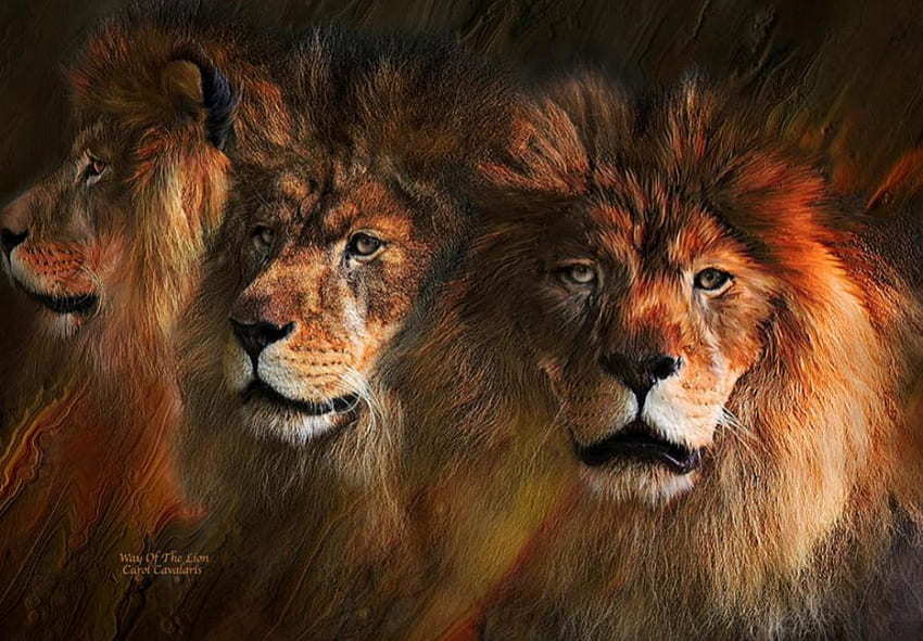Krallar, yırtıcılar, doğa, yaban hayatı, aslanlar HD duvar kağıdı
