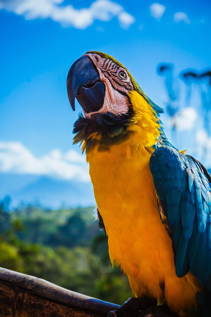動物, オウム, 鳥, くちばし, 色, コンゴウインコ HD電話の壁紙