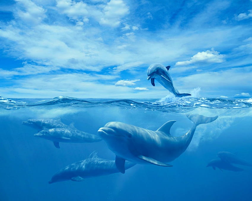 Делфини, животни, синьо, море HD тапет