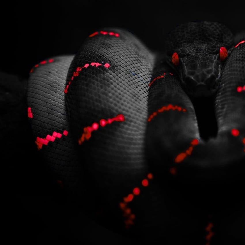  serpiente negra serpiente negra fondos de pantalla HD
