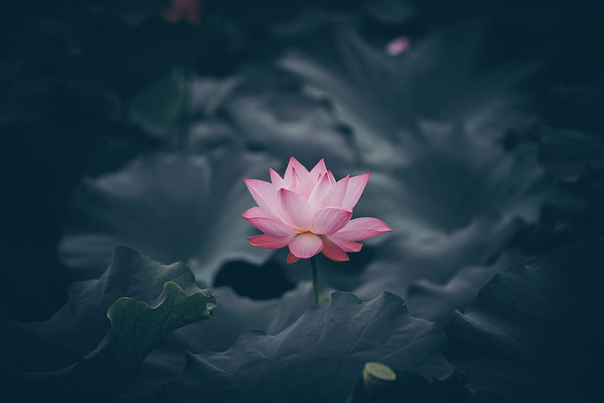 Pink lotus, flower, bloom HD wallpaper