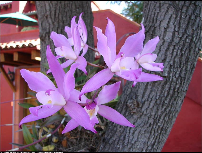 Purple Orchids, purple, popular, colors, nature, flowers, orchids, tree HD wallpaper