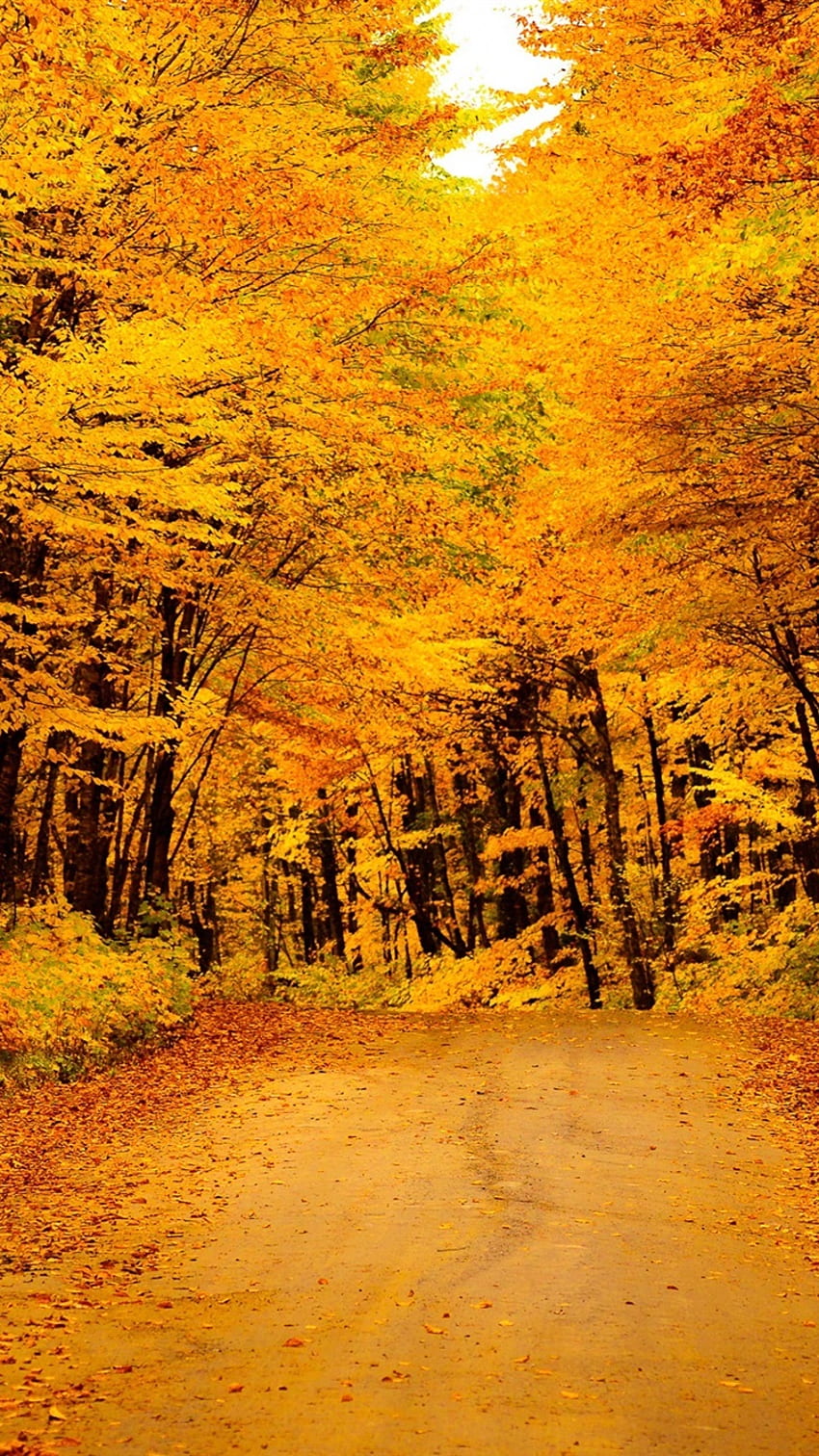 Golden Autumn, Road, Trees, Yellow Leaves IPhone 8 7 6 6S , Background HD phone wallpaper