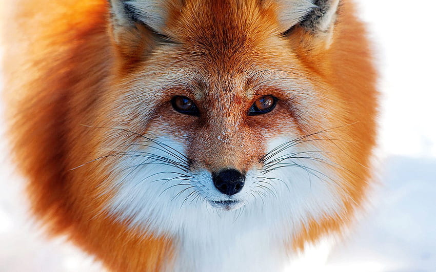 Animals, Winter, Snow, Fox, Redhead, Nose HD wallpaper