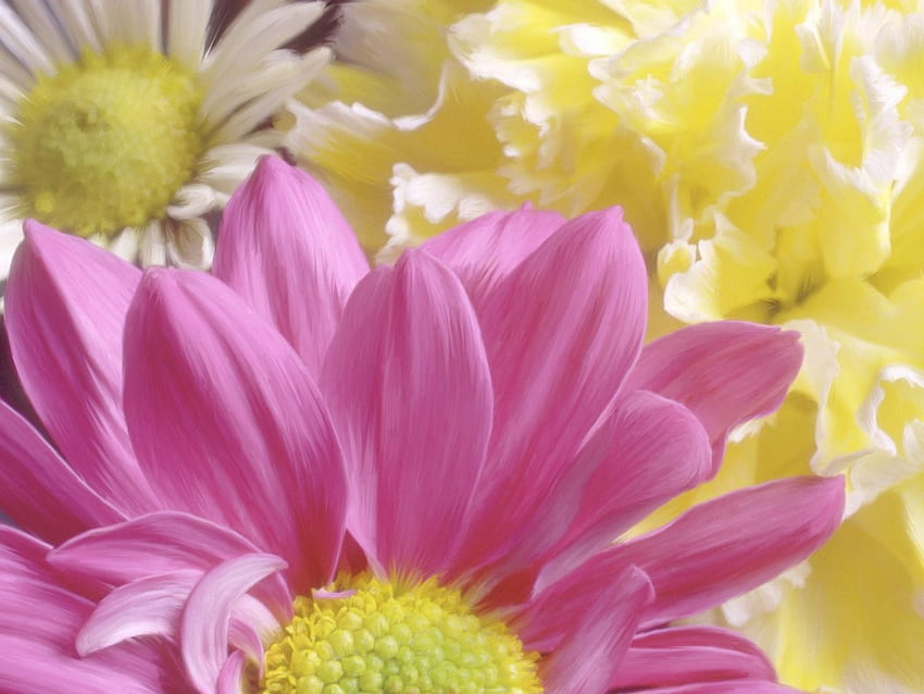 Chrysanthèmes, beauté, fleur Fond d'écran HD