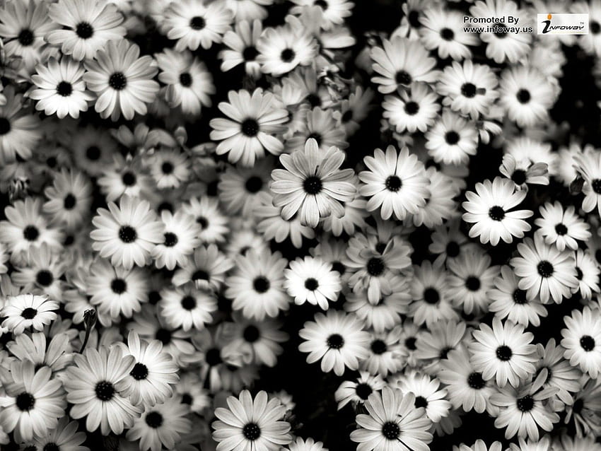 Black And White Flowers, Gray Flower HD wallpaper | Pxfuel