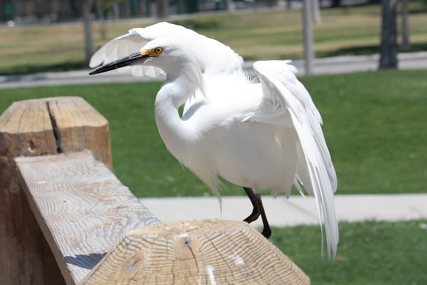 ปั้นจั่นบนสะพานไม้ สัตว์ นก น้ำ สวนสาธารณะ วอลล์เปเปอร์ HD