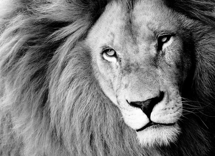 Lion, animal, white, black, bw HD wallpaper