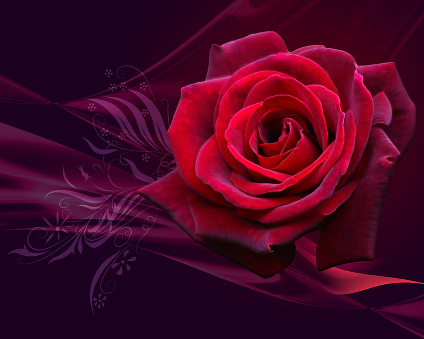 LAP TOP VALLEY: Red Roses, Red Roses Laptop HD wallpaper