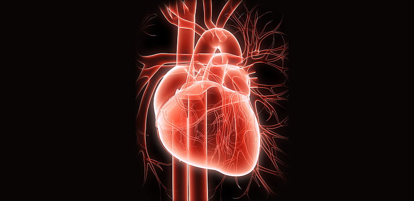 Servizi cardiovascolari. Cooley Dickinson Assistenza sanitaria, cardiologia Sfondo HD