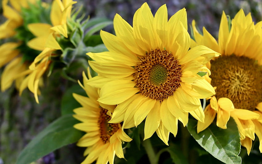Слънчогледи, цветя, растения, жълто HD тапет