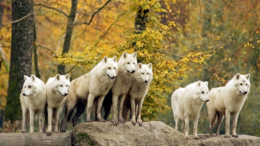 秋の森の動物野生動物北極カナダのオオカミ、秋のオオカミ 高画質の壁紙