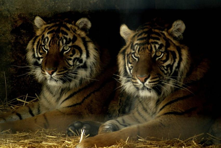 Tygrysy, zwierzęta Tapeta HD