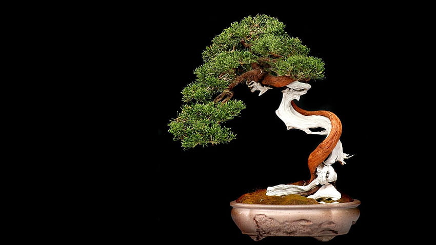 Bonsai . Japanese bonsai tree, Bonsai tree, Bonsai HD wallpaper
