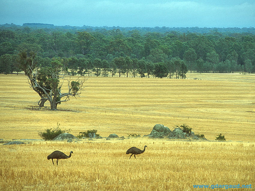 オーストラリアのエミューローミング、オンス、鳥、木、草、放牧、田舎 高画質の壁紙