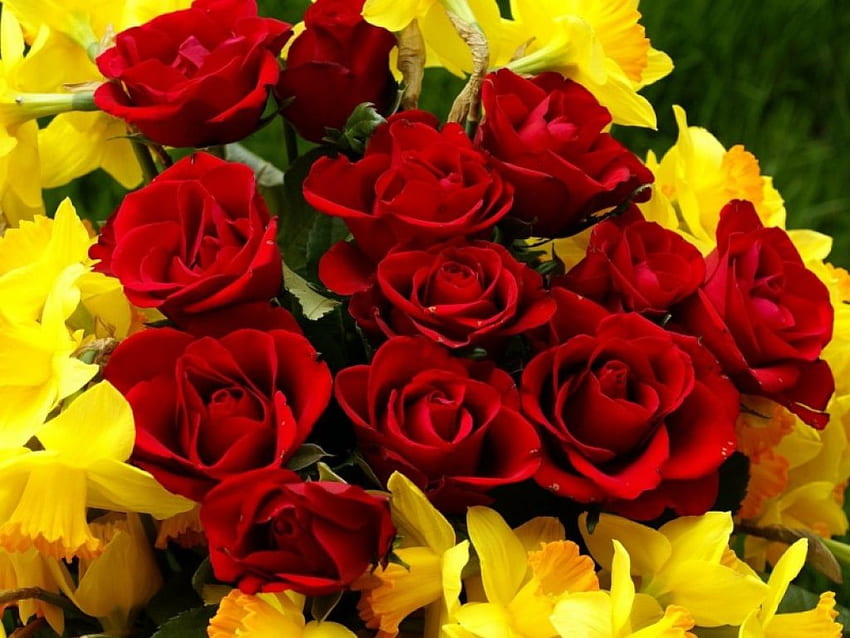 Red Roses and yellow Daffodils, flowers, roses, red, yellow HD wallpaper