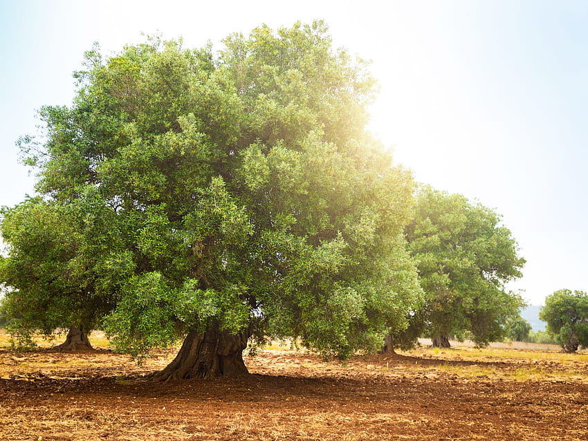 Everything You Need to Know About Arbequina Olive Trees - This Old House HD wallpaper