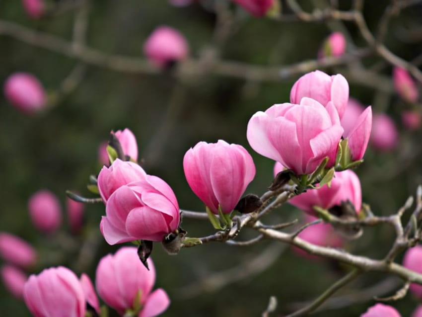 Pink Magnolias, pink flowers, magnolia tree HD wallpaper