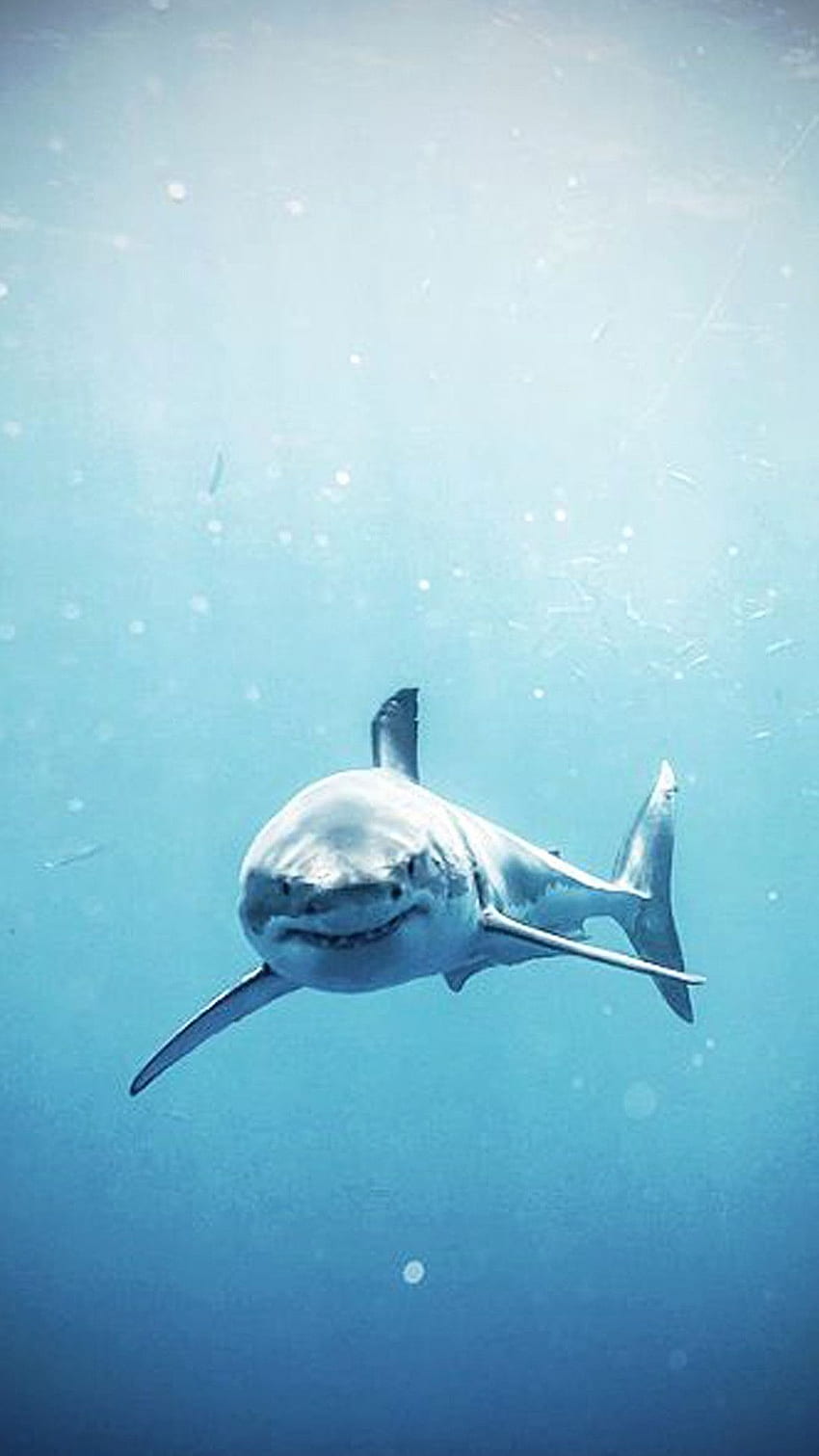 Shark HD phone wallpaper