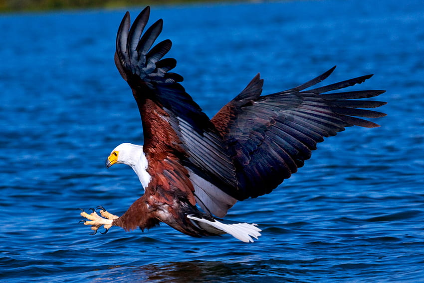 Fishing Eagle, birds, eagle, fishing, animals HD wallpaper