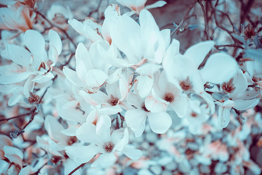 Flowers, Bloom, Flowering, Magnolia HD wallpaper