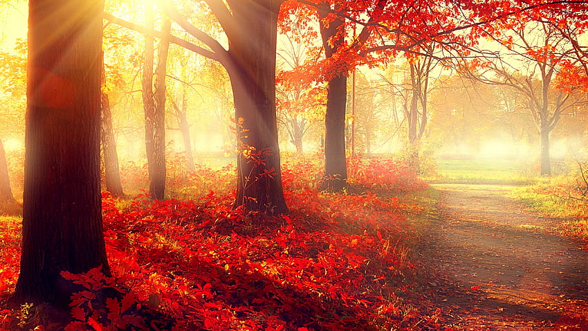Beautiful Autumn Red Fall Leaves, Autumn HD wallpaper | Pxfuel