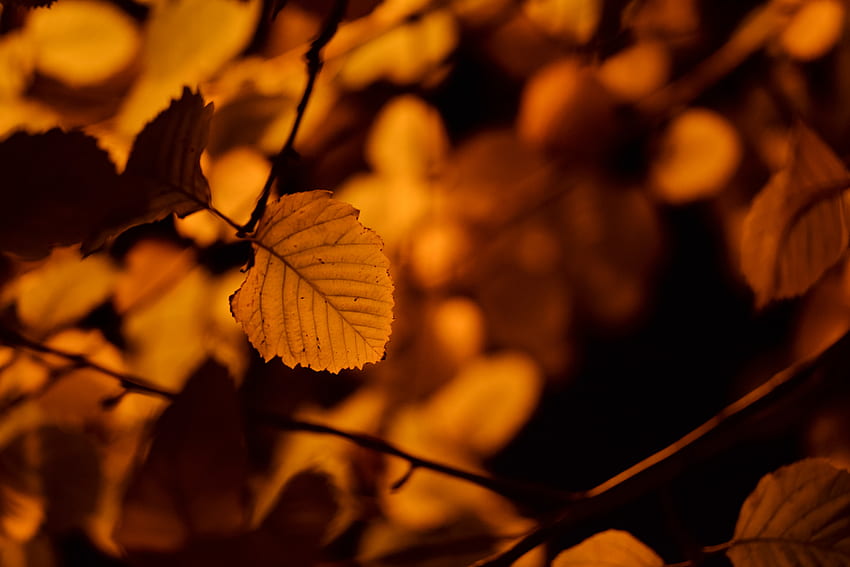 ธรรมชาติ ฤดูใบไม้ร่วง แผ่น ใบไม้ ไม้เรียว วอลล์เปเปอร์ HD
