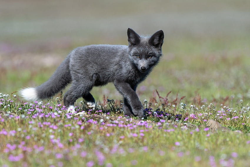 Little cub of the silver fox in the grass and - HD wallpaper