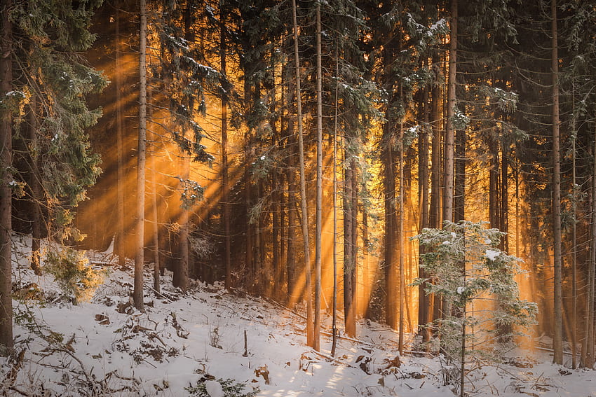 Las, natura, zima, drzewa, światło słoneczne Tapeta HD