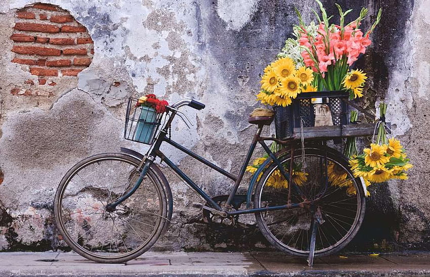 Old Bicycle, bike, wall, flowers, blossoms HD wallpaper