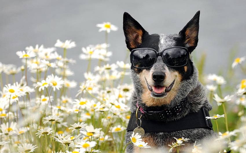 Animals, Flowers, Dog, Muzzle, Glasses, Spectacles HD wallpaper