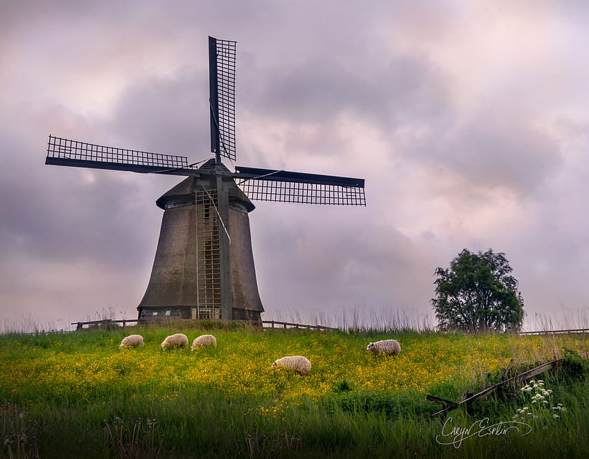: Dutch Windmill - Blue, Bread, Bricks HD wallpaper