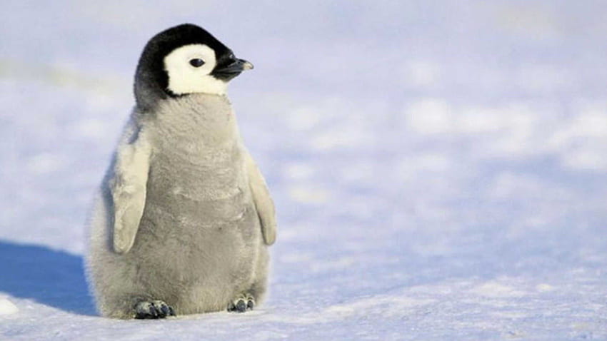 Mały pingwin (w kolekcji), słodki mały pingwin Tapeta HD