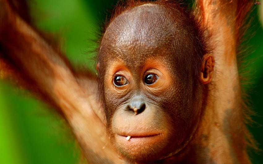 closeup animals baby animals orangutans Animals , Hi Res Animals , High Definition HD wallpaper