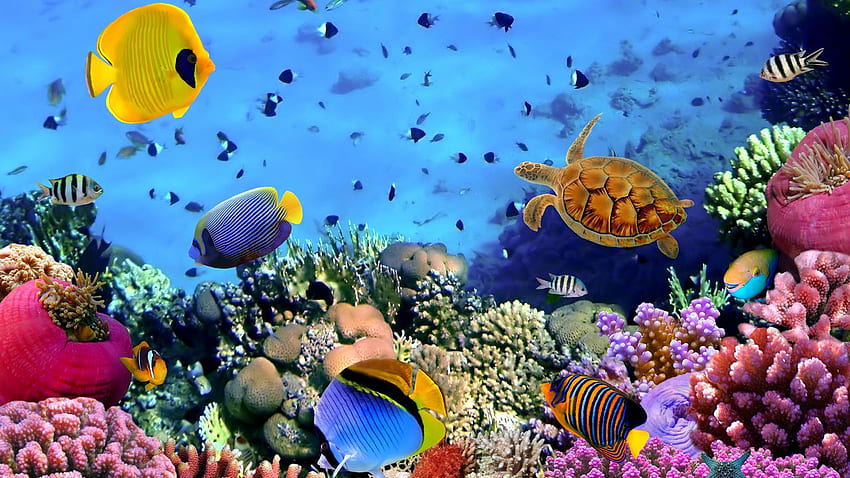 multicolored, fish, the seabed 1958 HD wallpaper