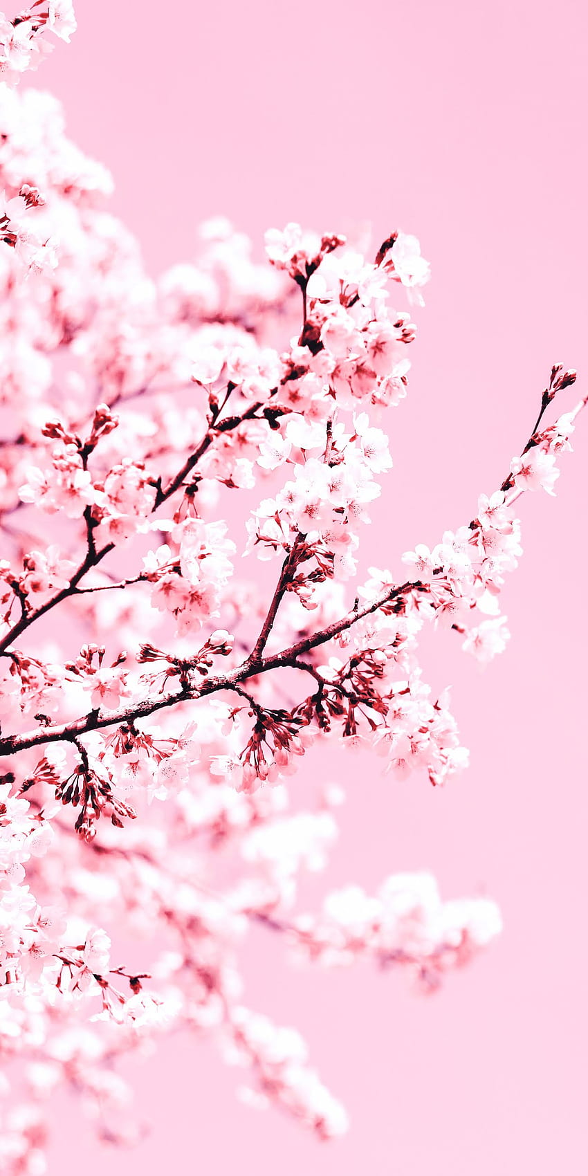 Kirschblütenästhetik, Anime Sakura Blossom HD-Handy-Hintergrundbild