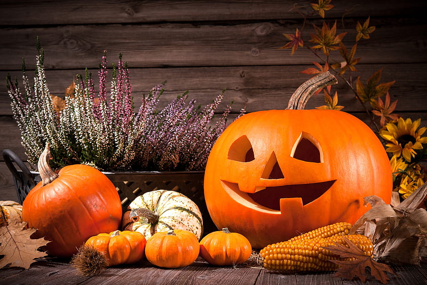 Herbst~Halloween~Stillleben, Herbst, Herbst, Kürbisse, Korb, Kürbisse, Blätter, Mais, Holz, Sonnenblumen, Halloween, Blumen, Kürbislaterne HD-Hintergrundbild