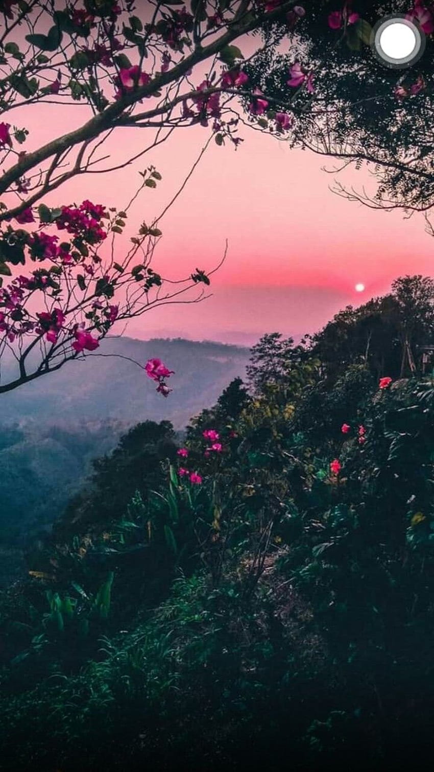 720P Free download | pink sky flowers aesthetic - Beautiful landscapes ...