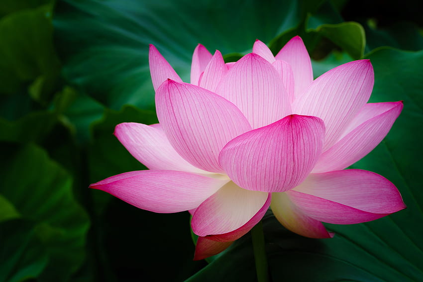 Grafik fokus selektif dari bunga petaled merah muda secara penuh, Zen Lotus Wallpaper HD