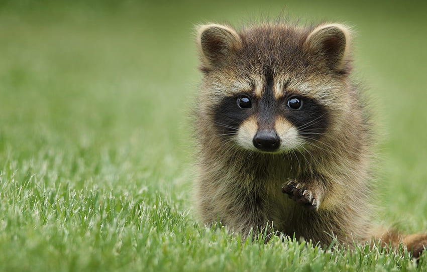 grass, look, pose, background, glade, portrait, baby, raccoon, face, cub, foot for , section животные, Baby Raccoon HD wallpaper