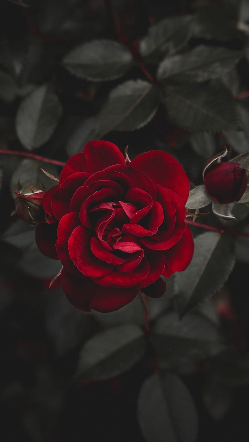IPhone Red Rose Black Background HD phone wallpaper | Pxfuel