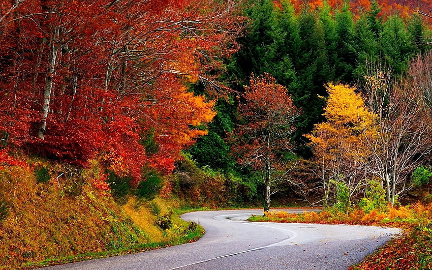 Colorful Autumn Trees & Street | Colorful . HD wallpaper | Pxfuel