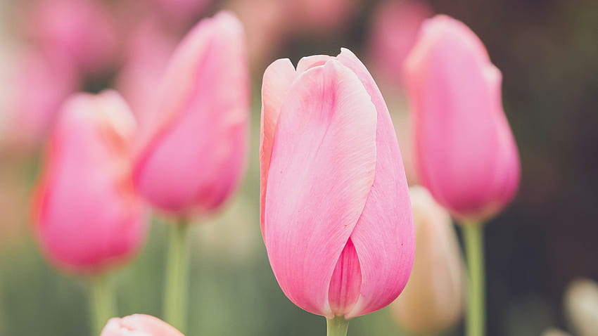 밝은 분홍색 튤립 꽃 꽃잎 싹의 근접 촬영 보기 흐림 배경 꽃 HD 월페이퍼