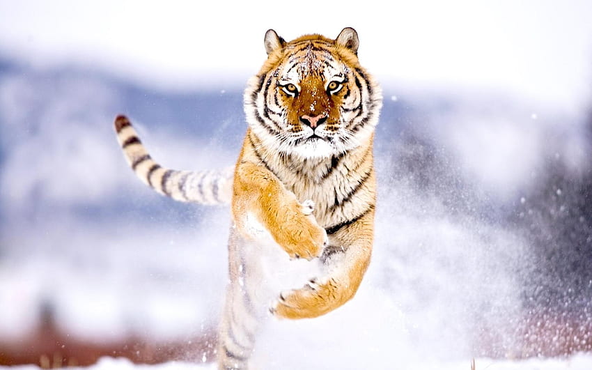 Animals, Tigers HD wallpaper