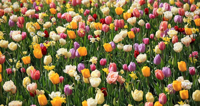 Flowers, Tulips, Narcissussi, Flower Bed, Flowerbed, Spring, Mood HD wallpaper