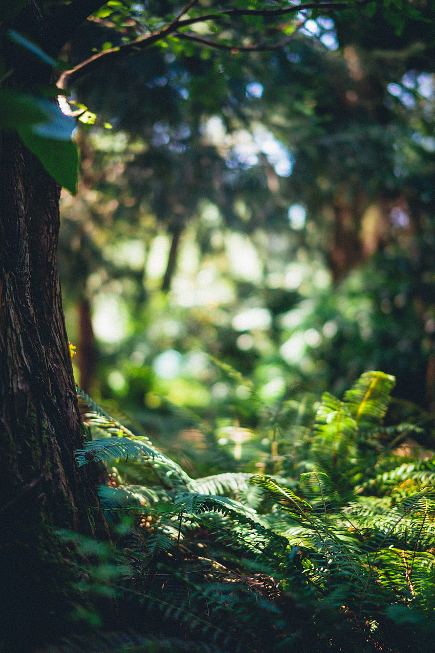 Natura, drzewa, trawa, paproć, las Tapeta na telefon HD