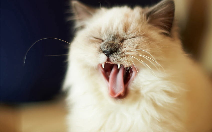 Animals, Cat, Fluffy, Kitty, Kitten, Muzzle, Scream, Cry HD wallpaper