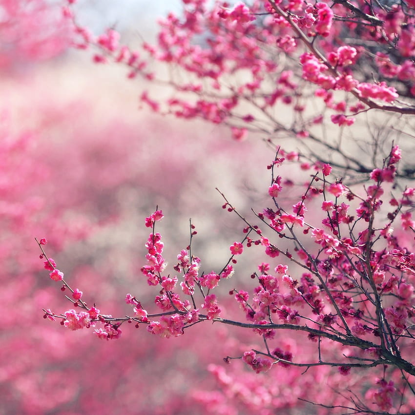Pink Blossom Nature Flower Spring Love, Pink Flower iPad HD тапет за телефон