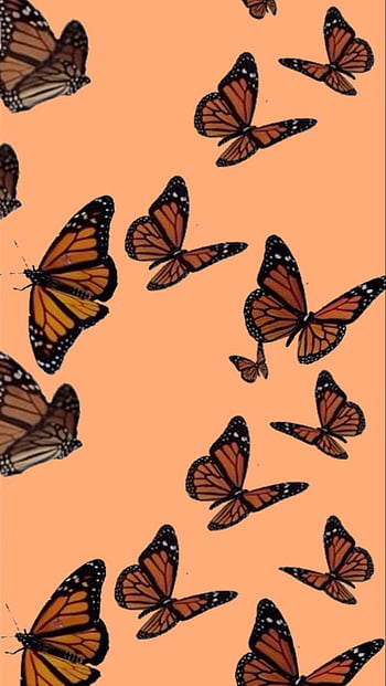 HD orange butterfly wallpapers  Peakpx