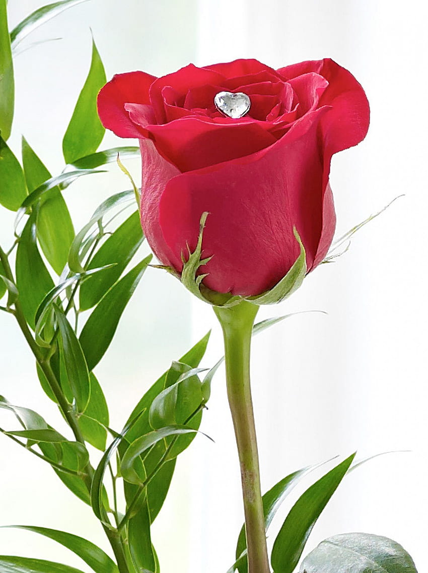 Rote Rose, einzelne Rose HD-Handy-Hintergrundbild